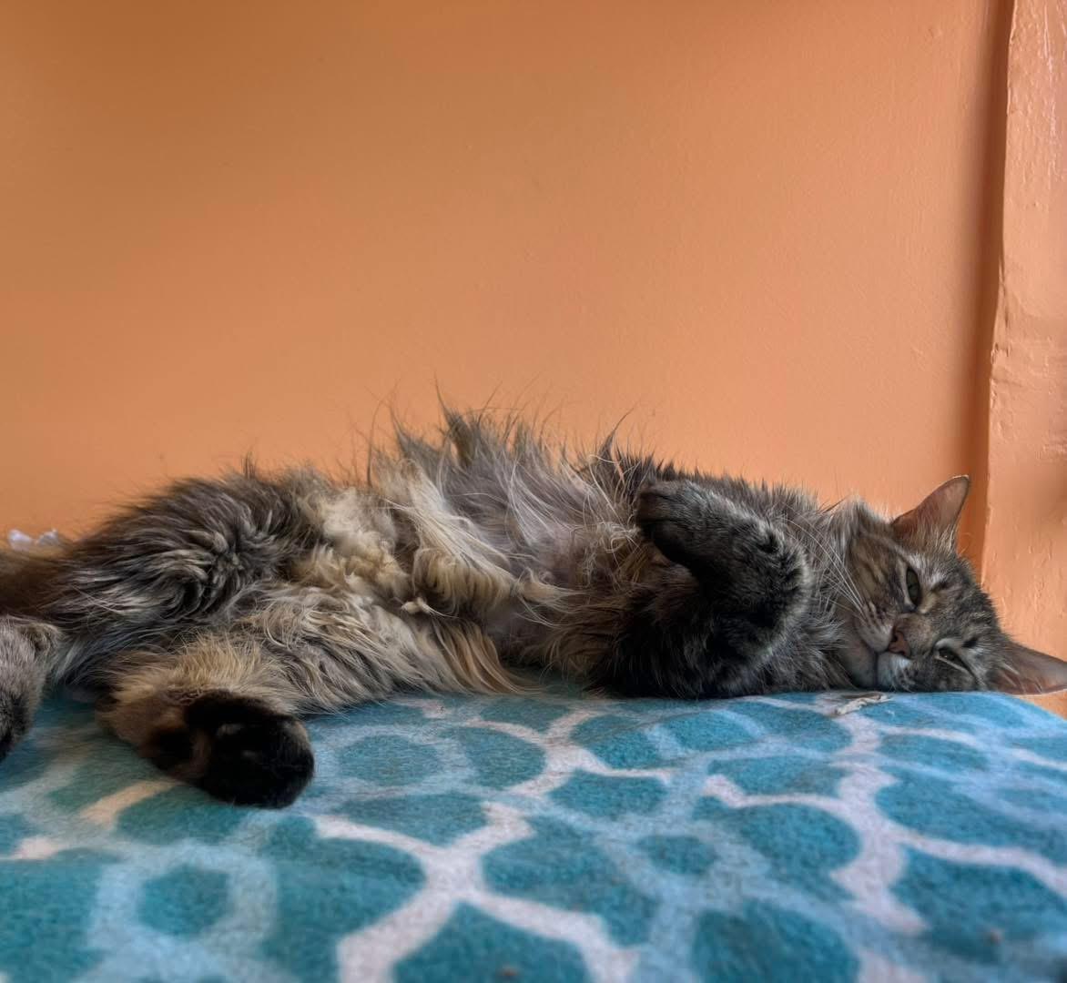 Enlarge Sabrina , a ADOPTABLE Domestic Long Hair in Maryville, TN image 3/6