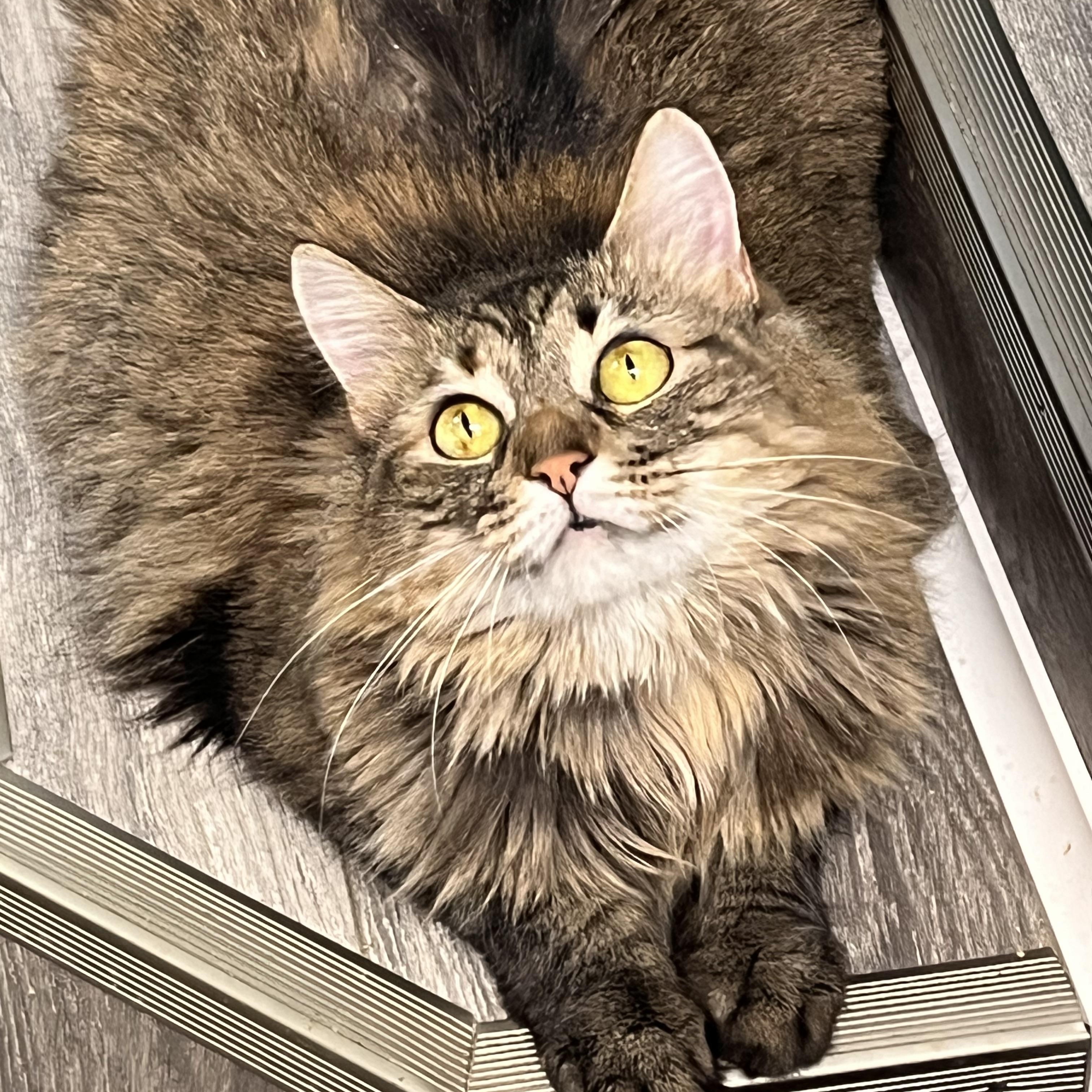 Enlarge Sabrina , a ADOPTABLE Domestic Long Hair in Maryville, TN image 1/6