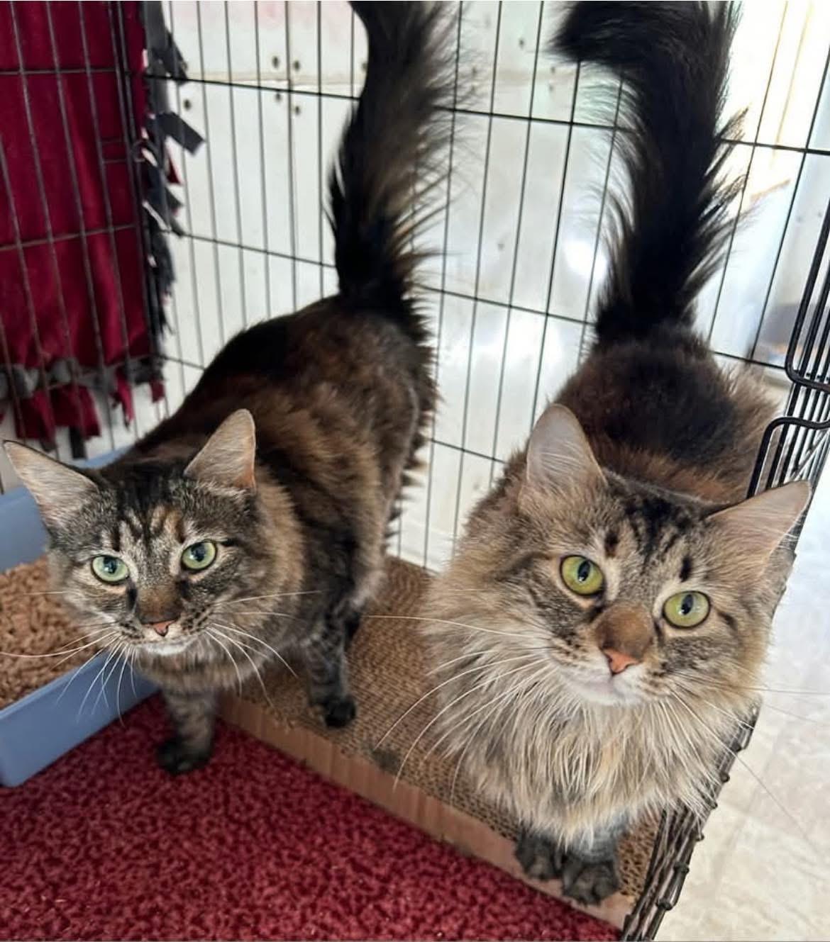 Enlarge Sabrina , a ADOPTABLE Domestic Long Hair in Maryville, TN image 6/6