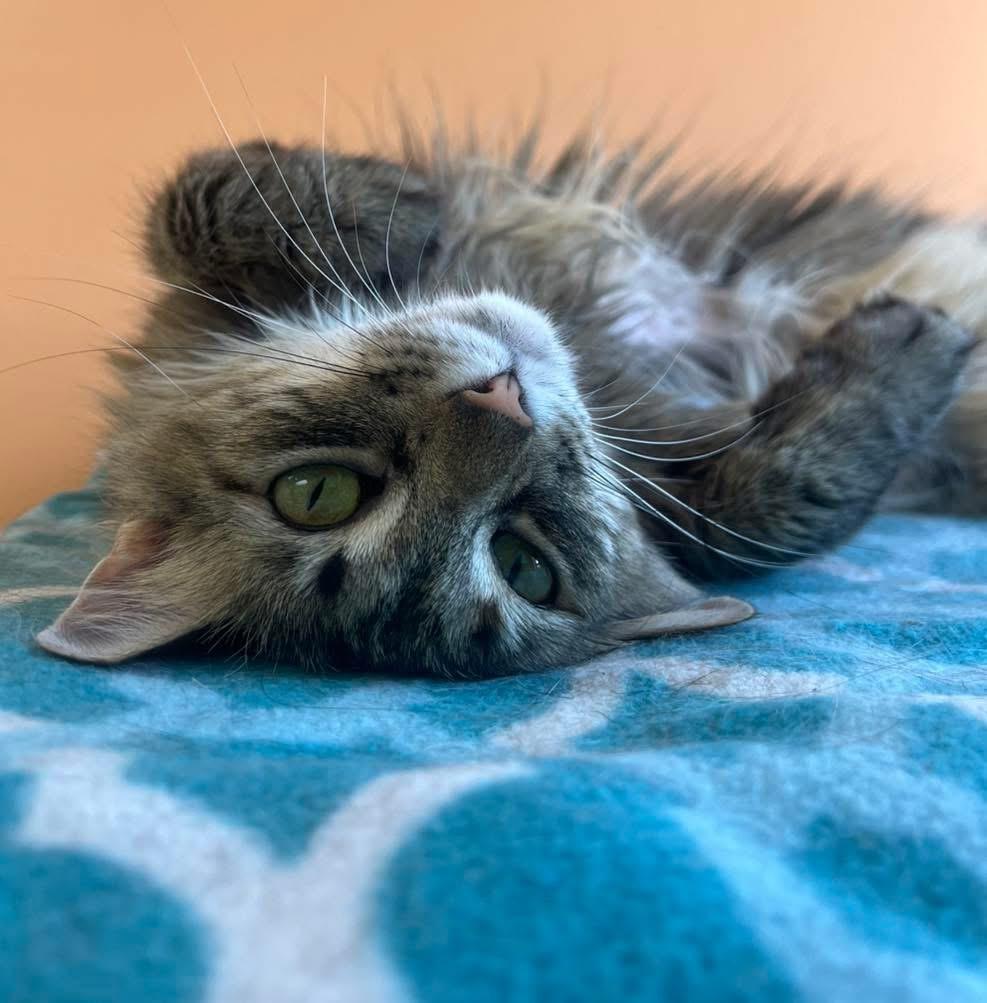 Enlarge Sabrina , a ADOPTABLE Domestic Long Hair in Maryville, TN image 2/6