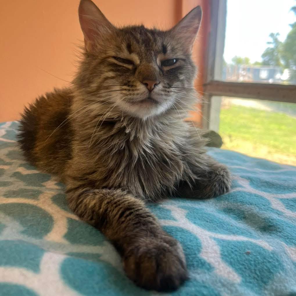 Enlarge Sabrina , a ADOPTABLE Domestic Long Hair in Maryville, TN image 5/6