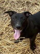 Enlarge Toni, a ADOPTABLE mixed breed in Glasgow, KY image 1/2