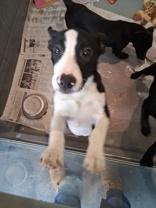 Enlarge Toni, a ADOPTABLE mixed breed in Glasgow, KY image 1/1