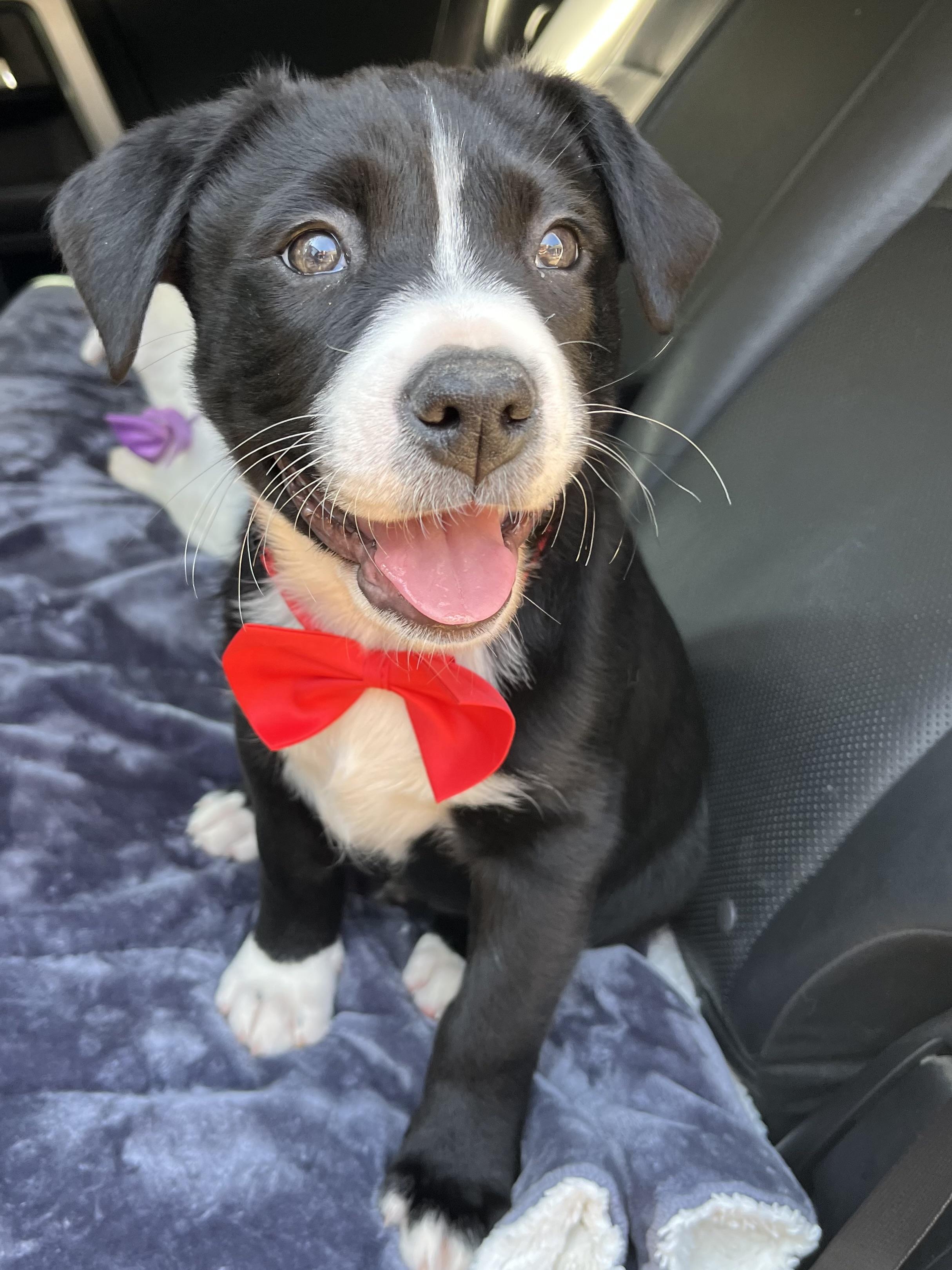 Enlarge Oreo, a Adoptable mixed breed in Fayetteville , NC image 3/6