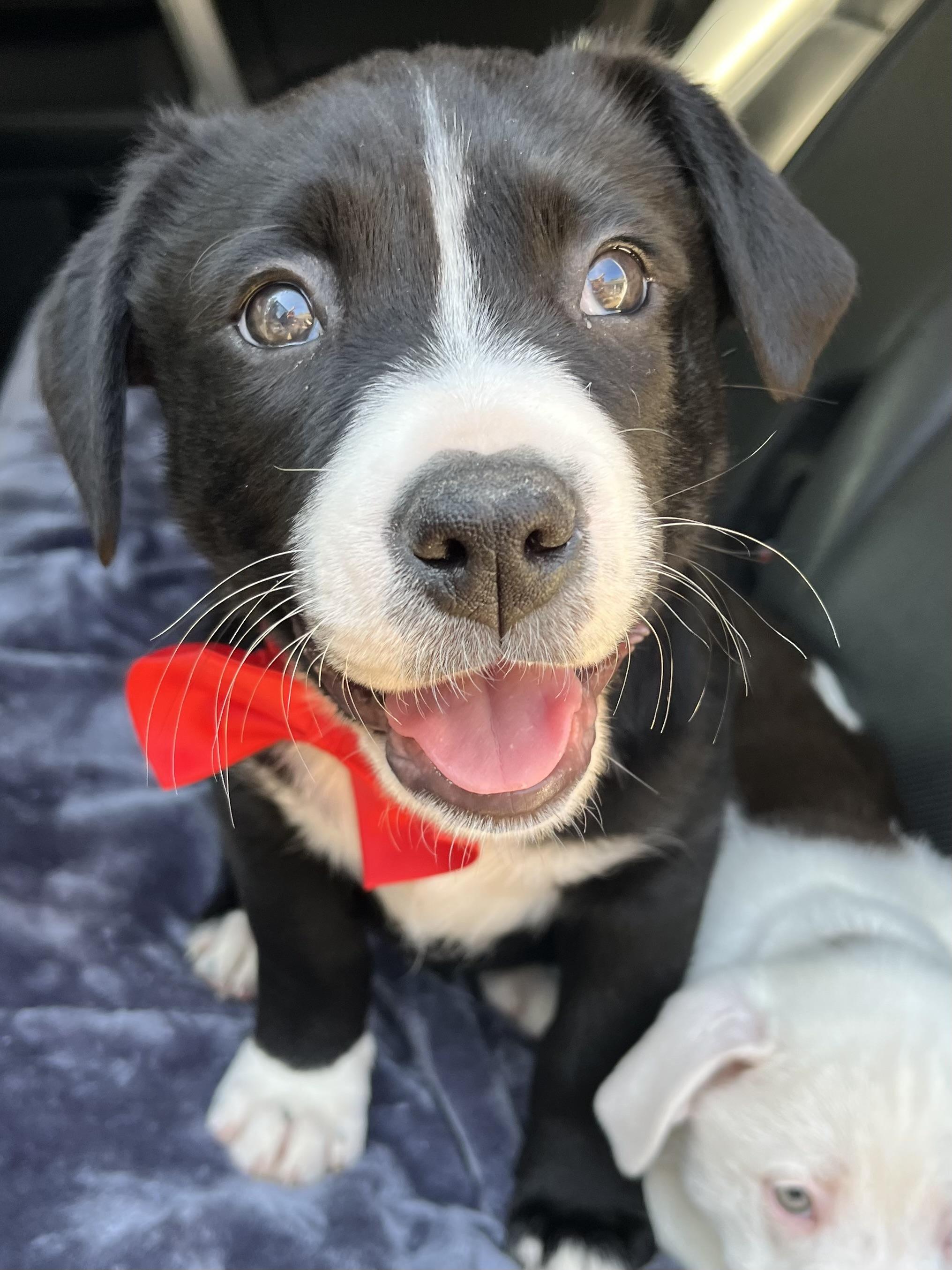 Enlarge Oreo, a Adoptable mixed breed in Fayetteville , NC image 5/6