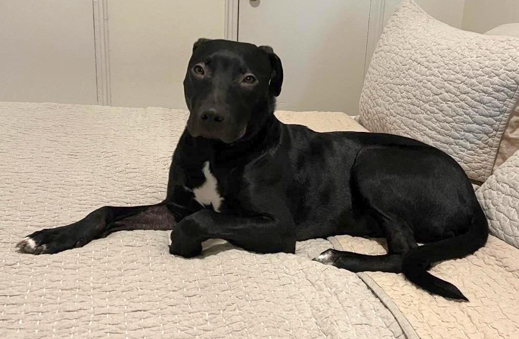 Enlarge Moose, a Adoptable mixed breed in Brooklyn, NY image 6/6