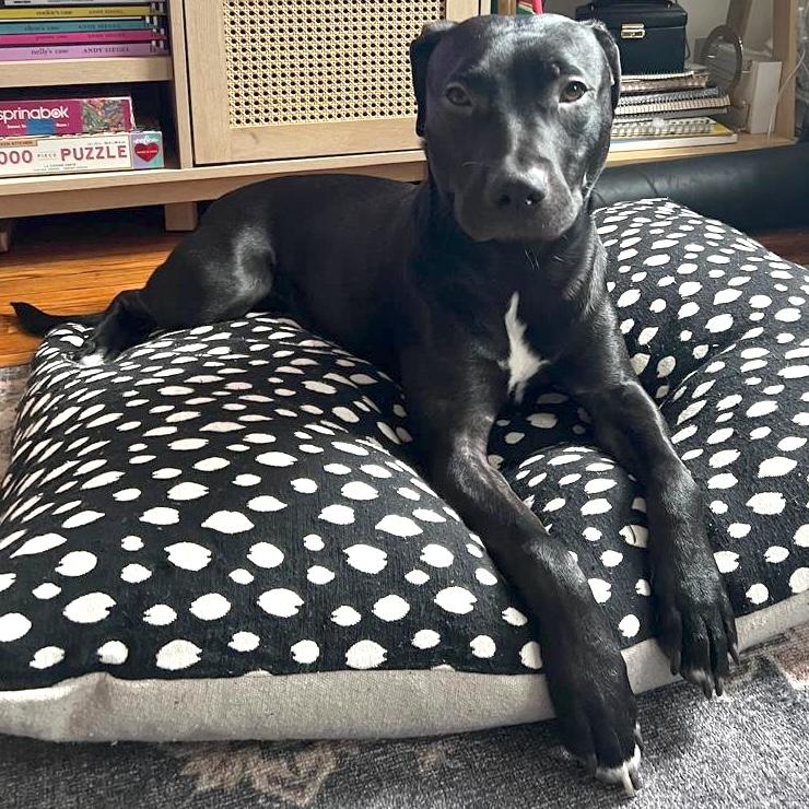 Moose, Adoptable, Young Male Black Labrador Retriever.