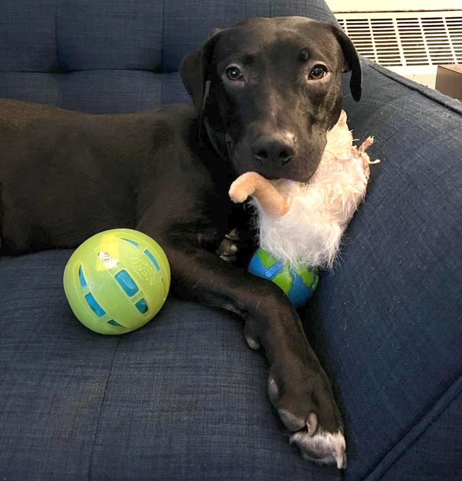 Enlarge Moose, a Adoptable mixed breed in Brooklyn, NY image 4/6