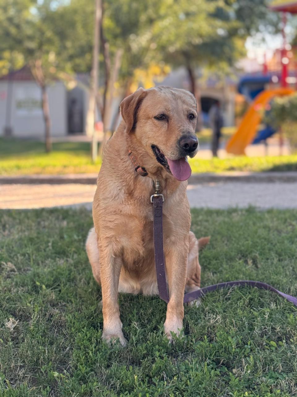 Enlarge Ahcheh, a Adoptable Labrador Retriever in Kelowna, BC image 4/4