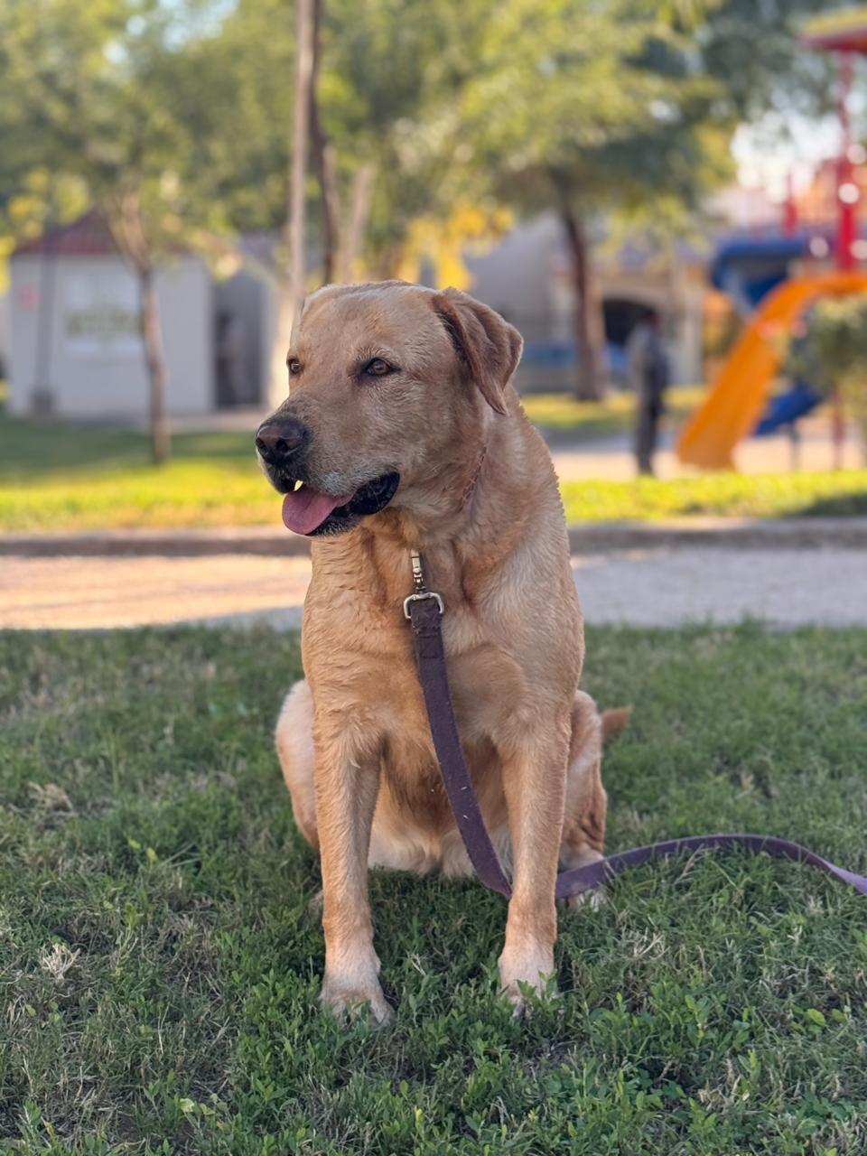Enlarge Ahcheh, a Adoptable Labrador Retriever in Kelowna, BC image 2/4