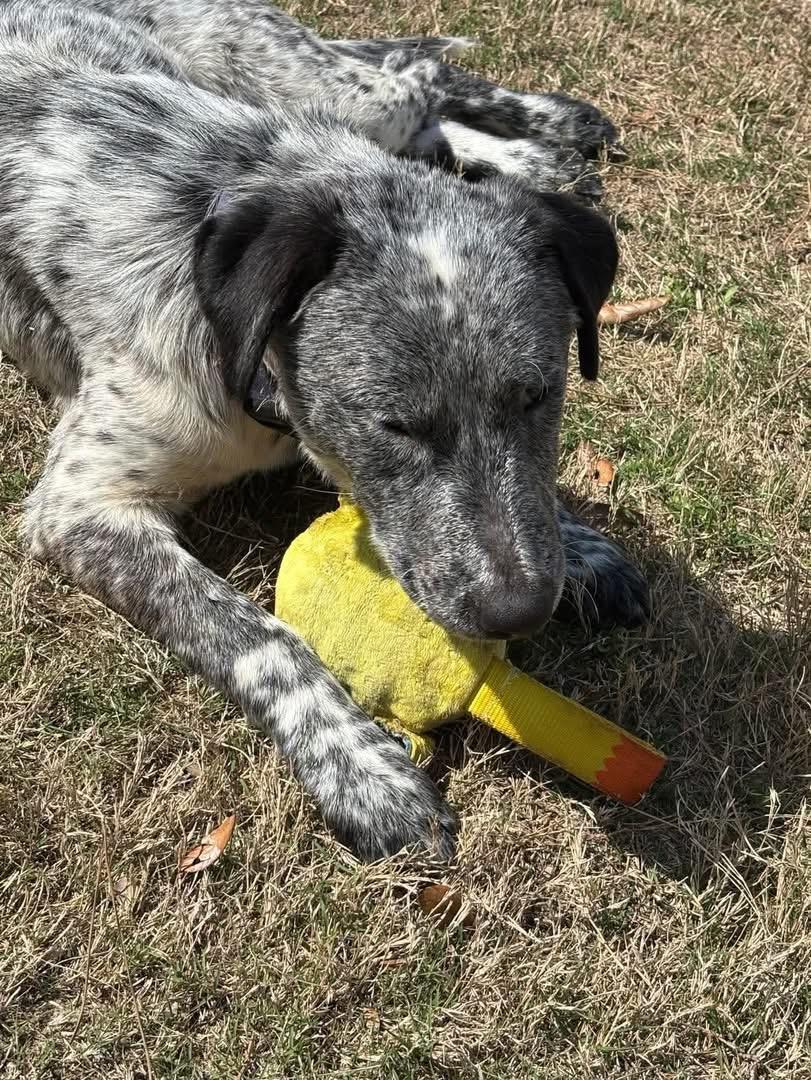 Milo, an adopted mixed breed in Manns Harbor , NC image 2/4