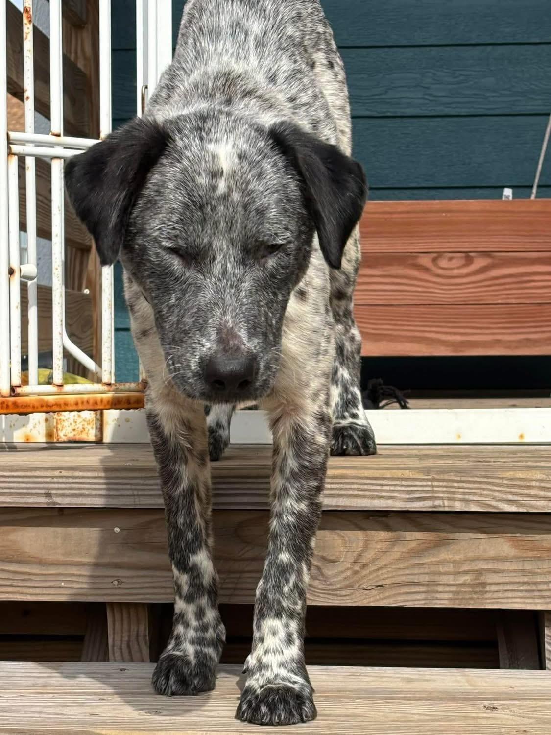 Milo, adopted, Young Male Australian Cattle Dog / Blue Heeler.