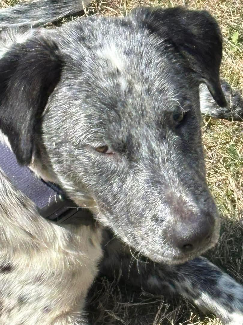 Milo, an adopted mixed breed in Manns Harbor , NC image 4/4