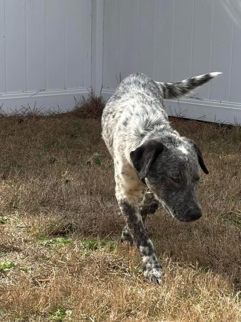 Milo, an adopted mixed breed in Manns Harbor , NC image 3/4
