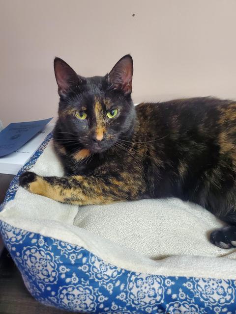 Freedom, Adoptable, Adult Female Domestic Short Hair.