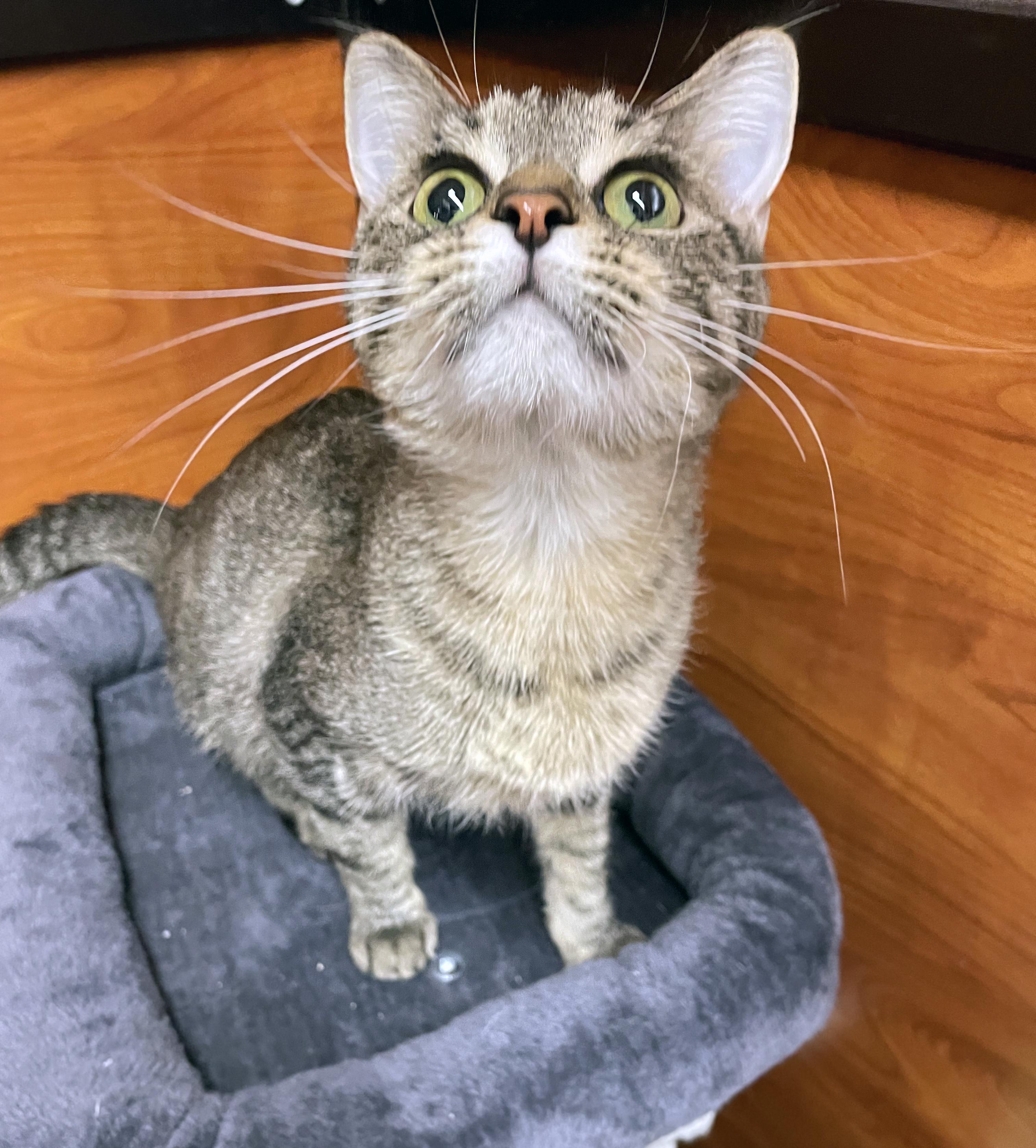 Bella