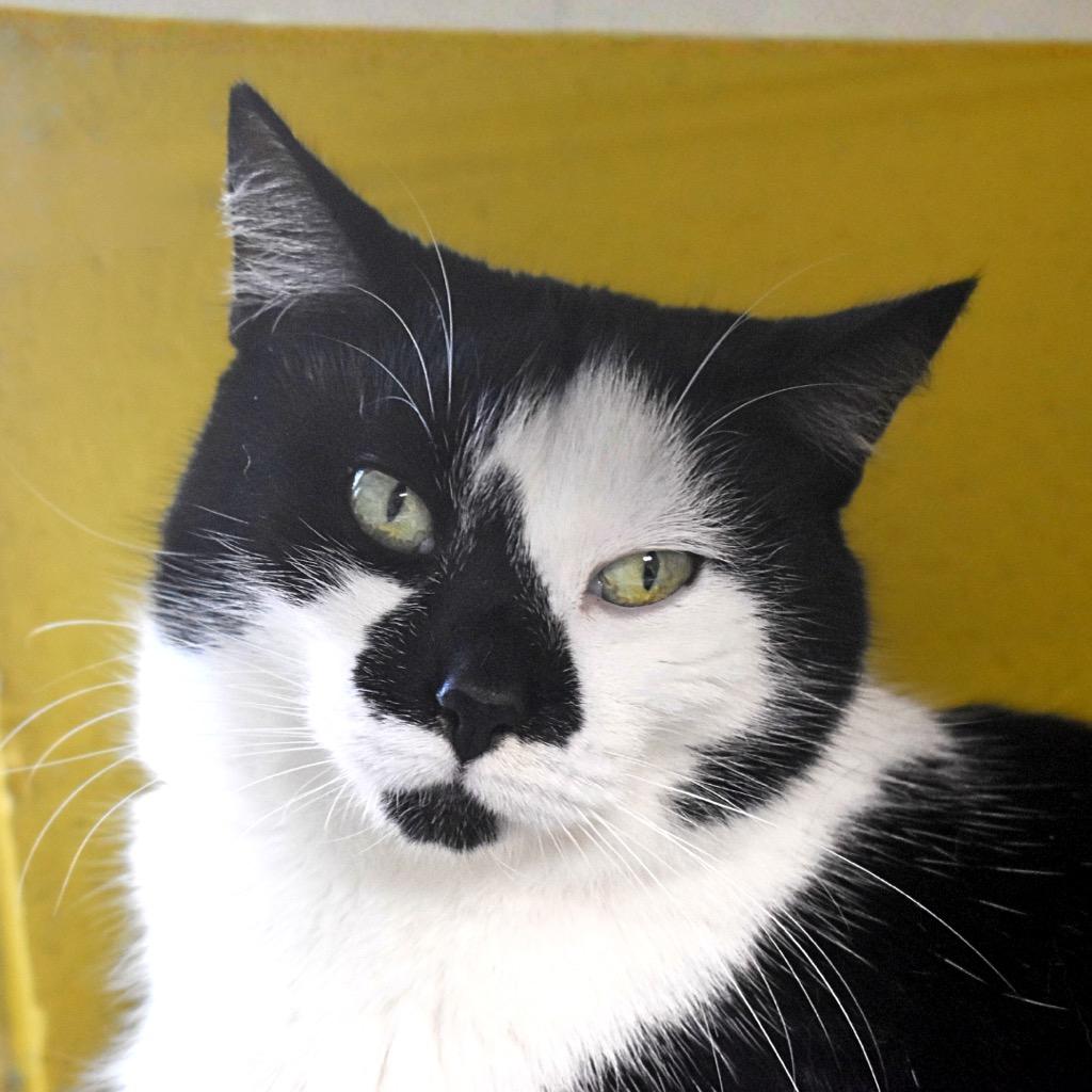 Enlarge Beans, a Adoptable mixed breed in Saint Petersburg, FL image 1/1