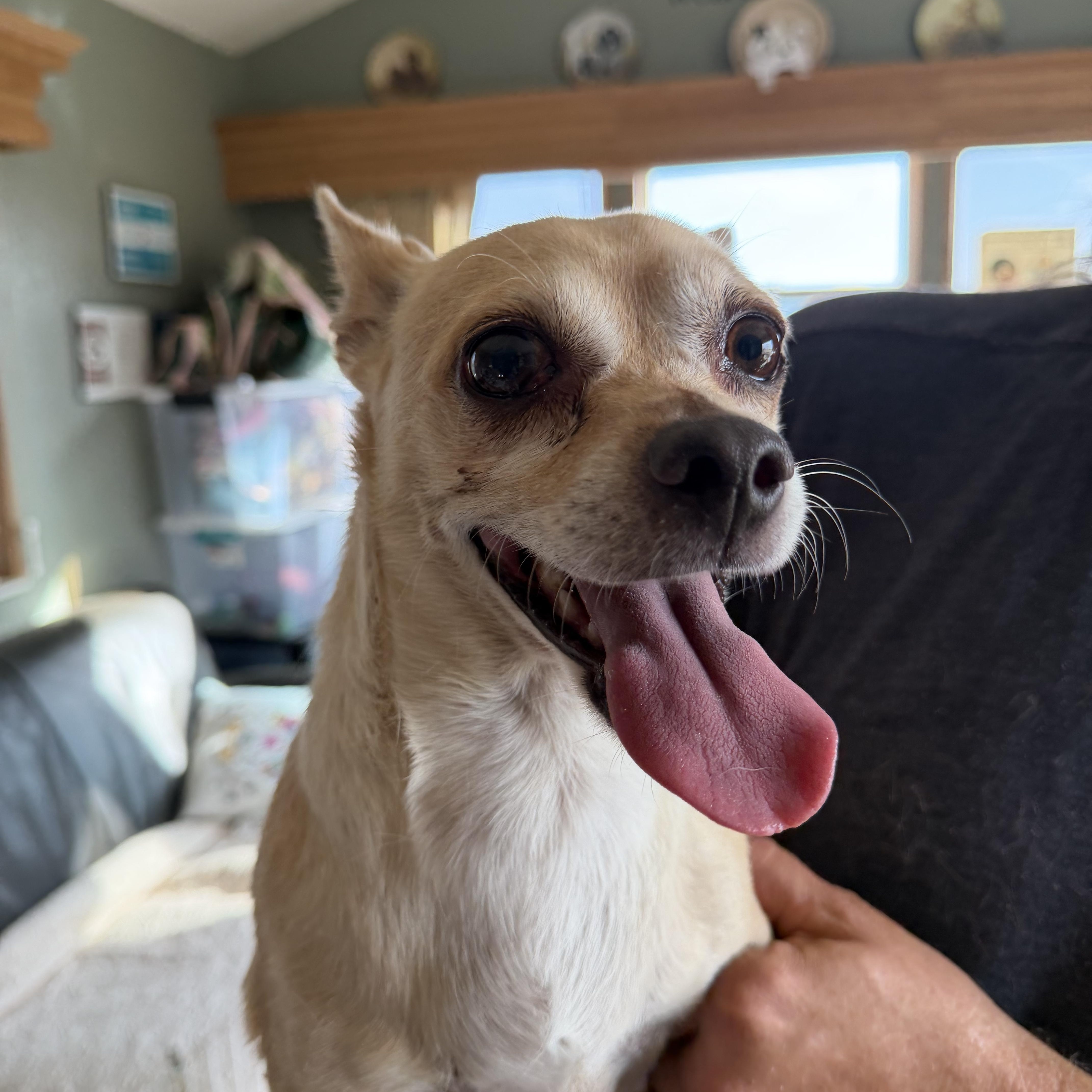 Enlarge George, a ADOPTABLE Chihuahua in Deming, NM image 1/1