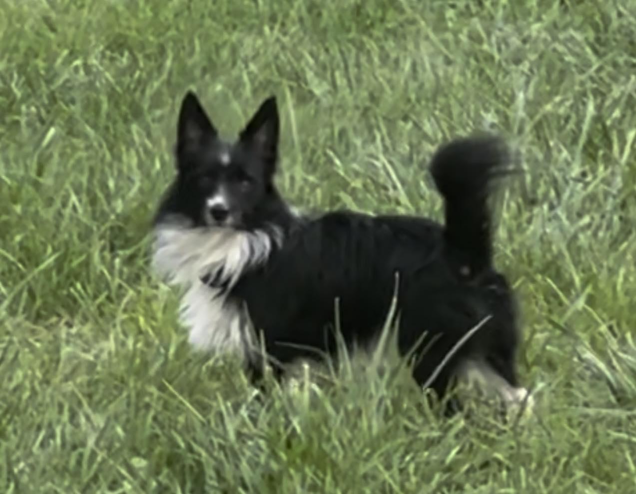 Enlarge Rebel, a ADOPTABLE mixed breed in Middletown, NJ image 1/3
