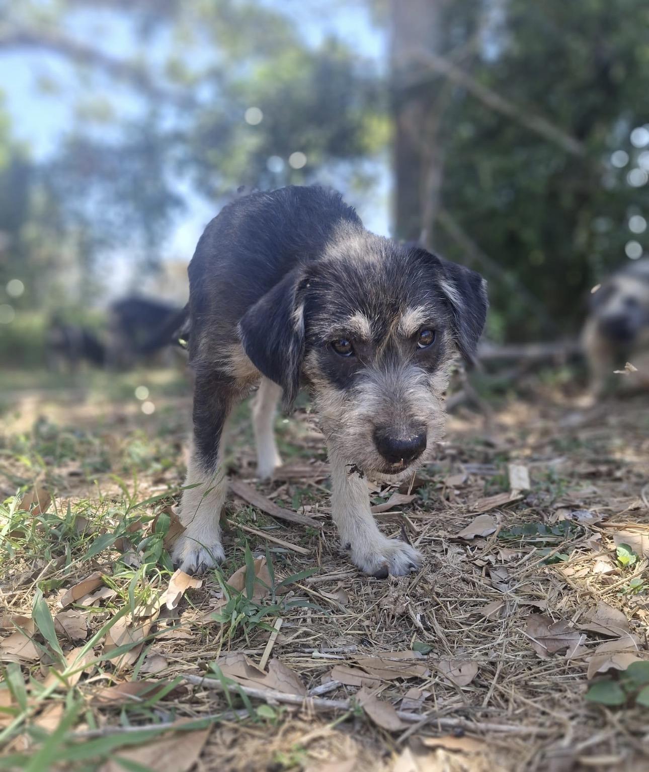 LAYLA - gentle & sweet, a Adoptable mixed breed in Washington, DC image 5/5
