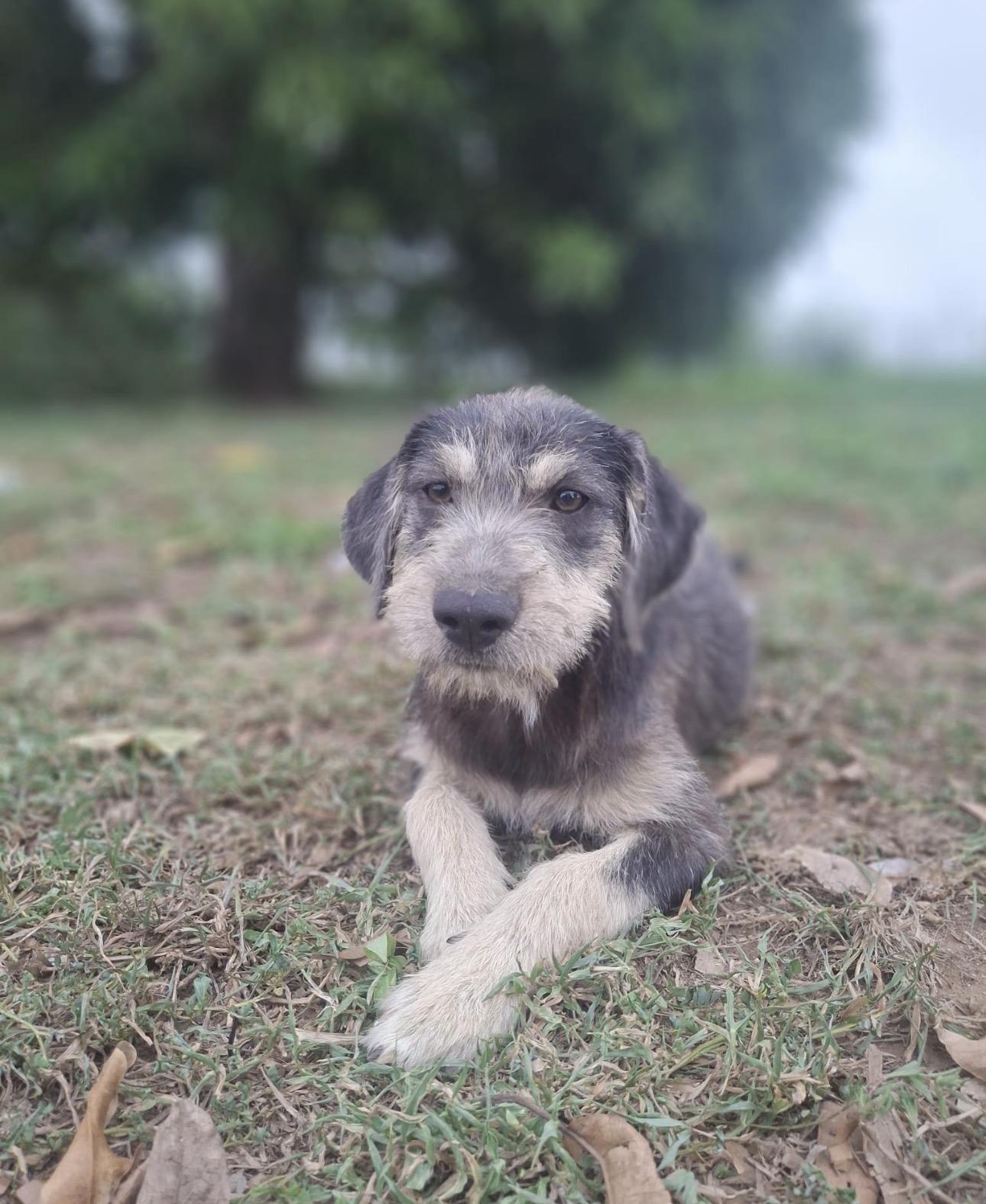 LAYLA - gentle & sweet, Adoptable, Puppy Female Poodle & Schnauzer.