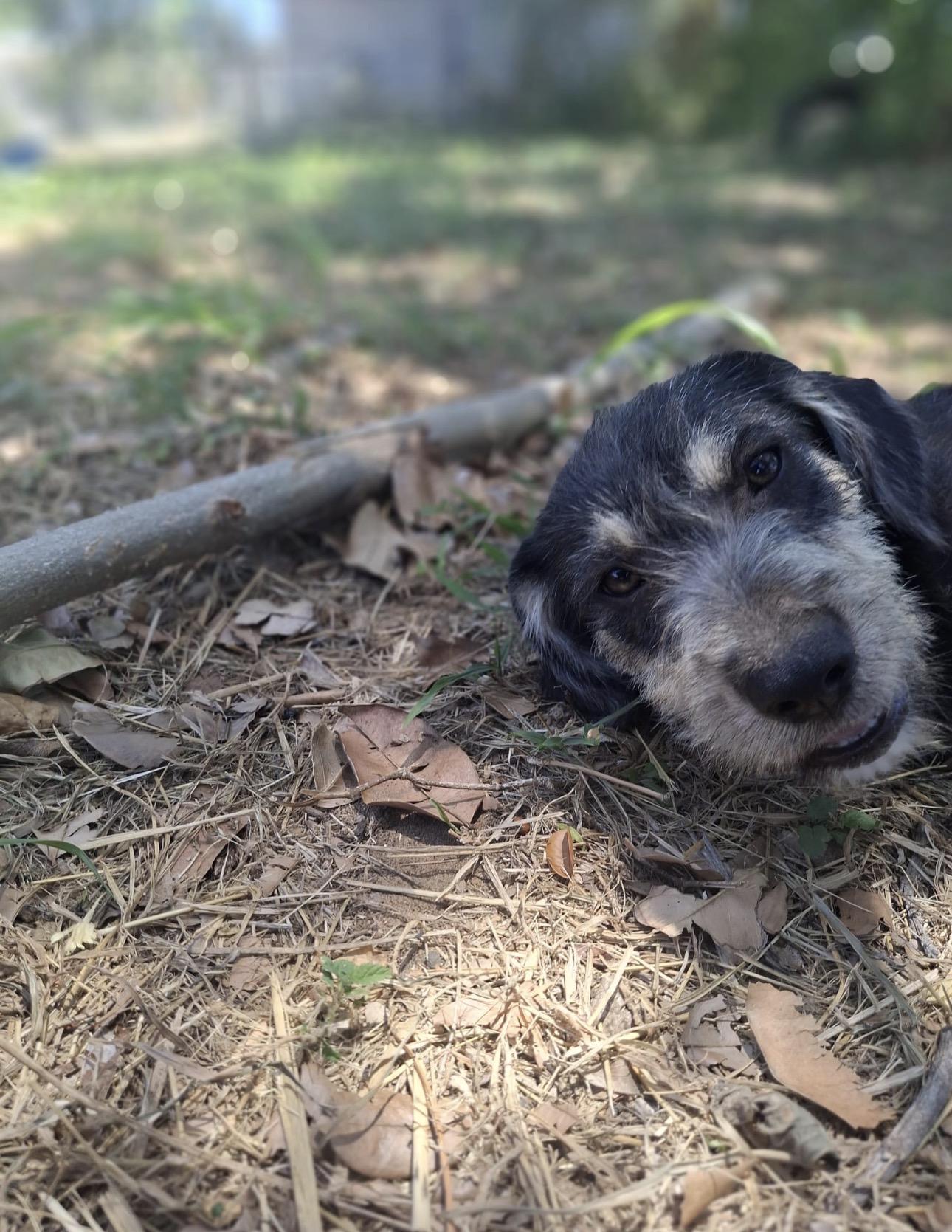 LAYLA - gentle & sweet, a Adoptable mixed breed in Washington, DC image 4/5