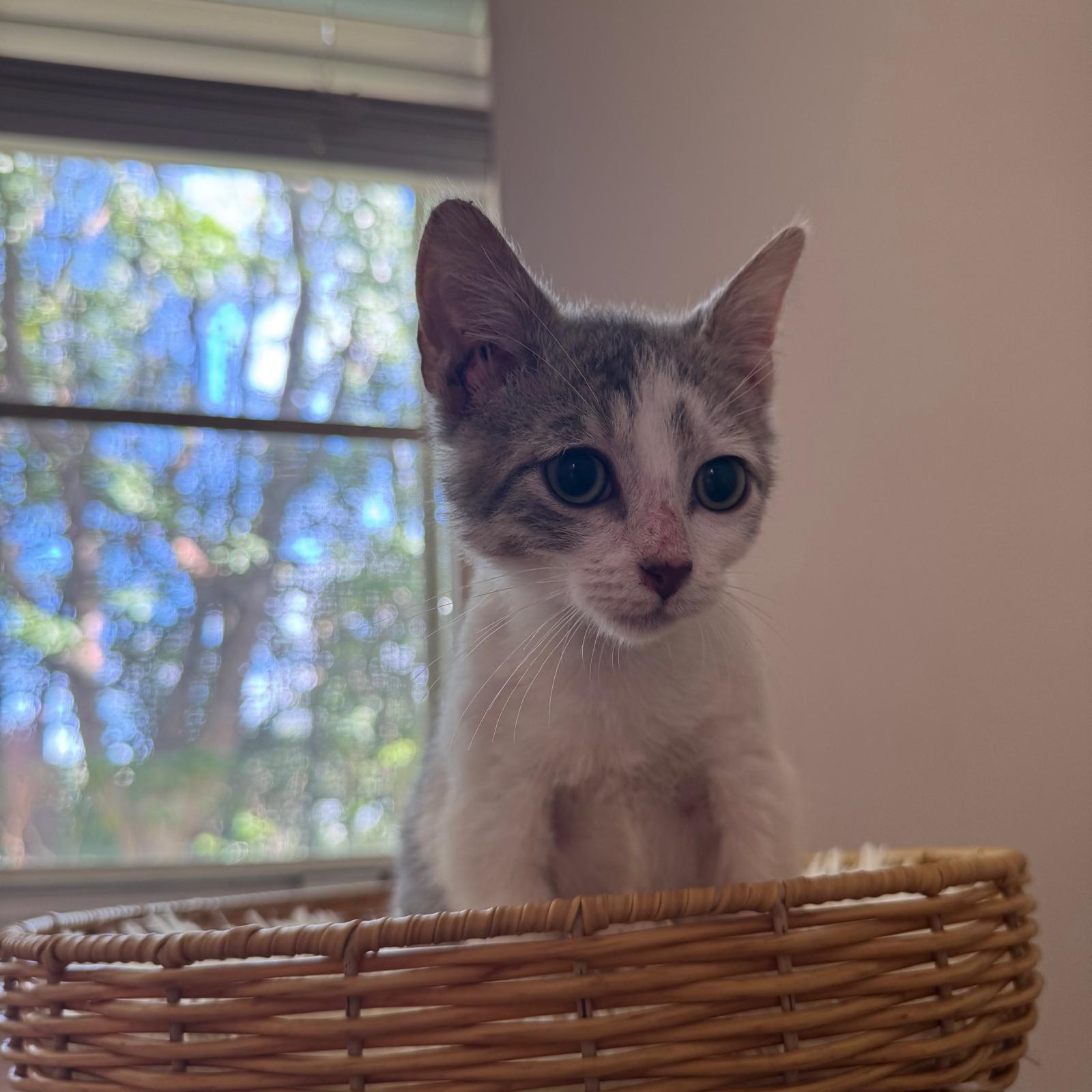 Enlarge Pine, a Adoptable Domestic Short Hair in Kissimmee, FL image 3/3