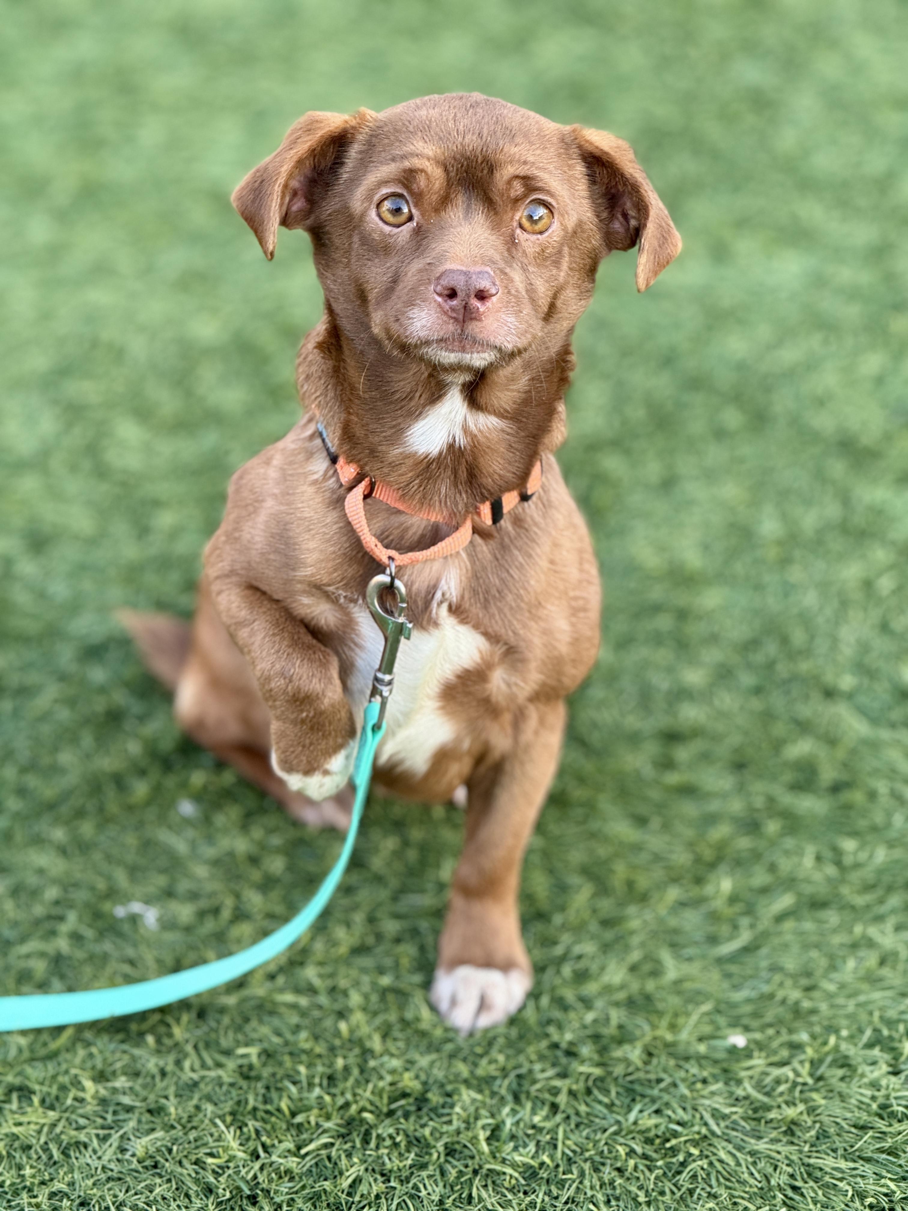 Enlarge Pace, an adopted mixed breed in San Francisco, CA image 1/1