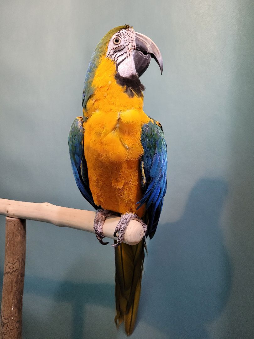 Rosie, Adoptable, Adult Unknown Macaw.