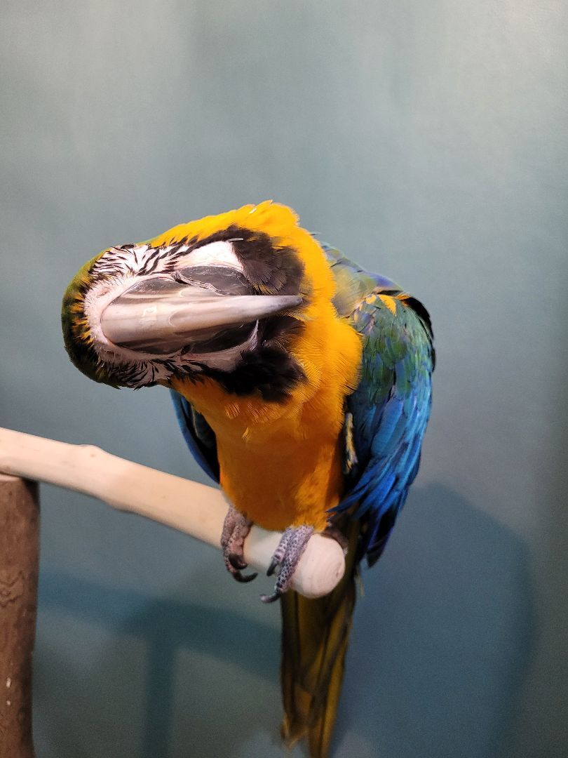 Enlarge Rosie, a Adoptable Macaw in Sheboygan Falls, WI image 2/10