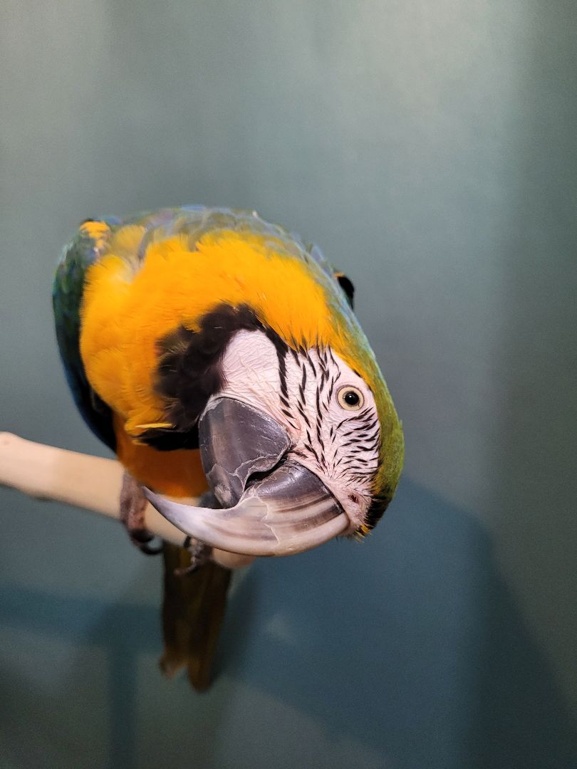 Enlarge Rosie, a Adoptable Macaw in Sheboygan Falls, WI image 3/10