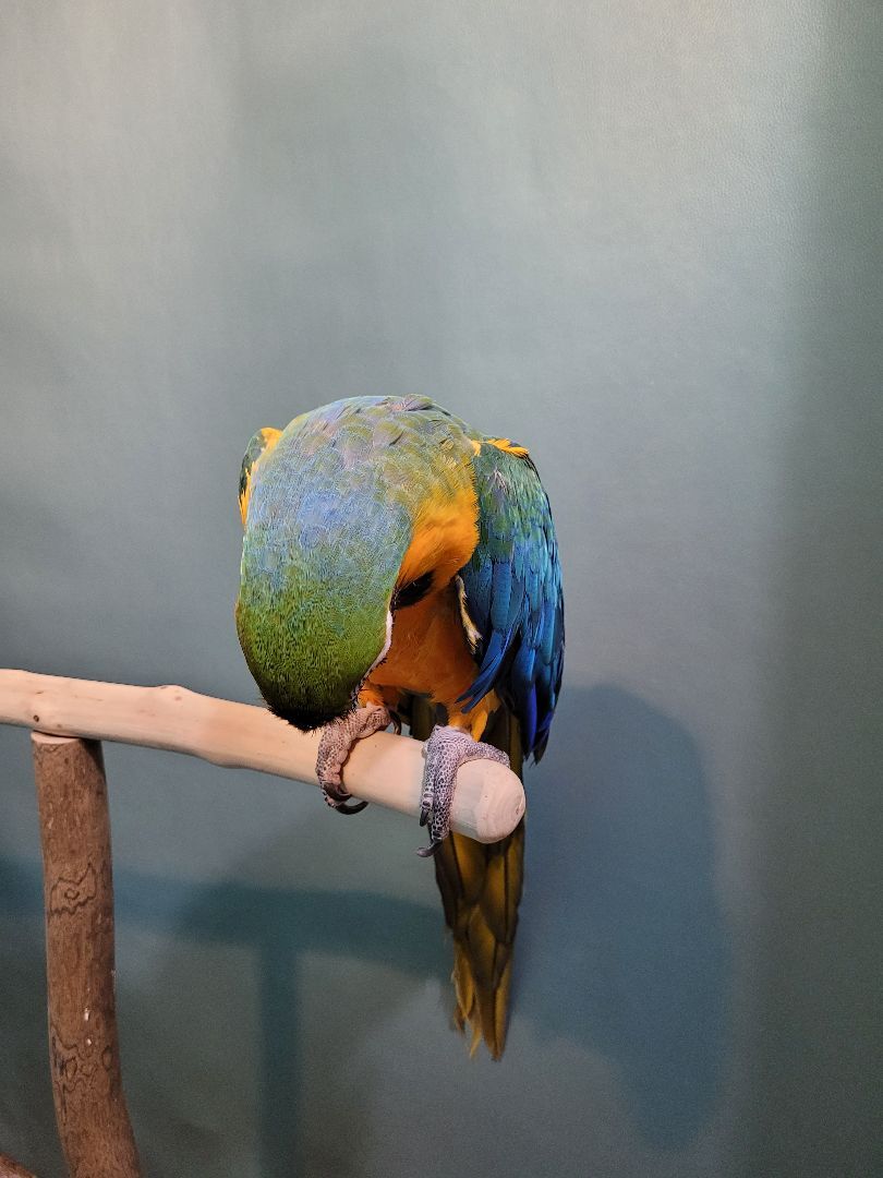 Enlarge Rosie, a Adoptable Macaw in Sheboygan Falls, WI image 4/10