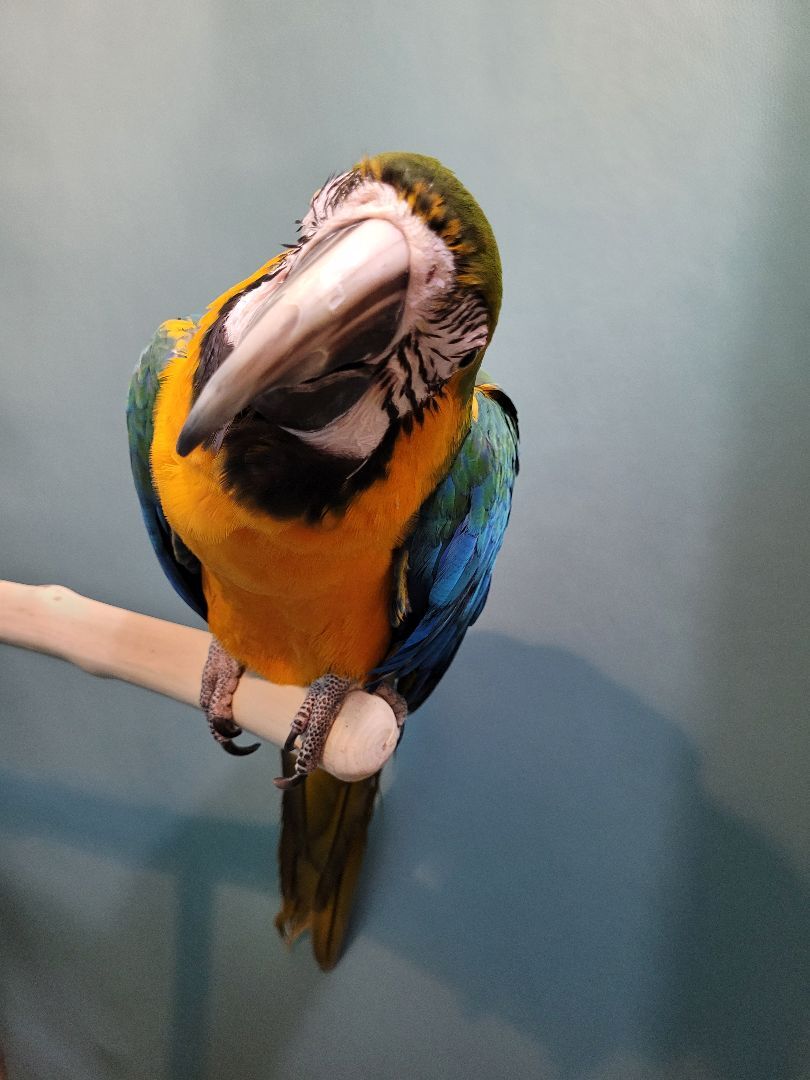 Enlarge Rosie, a Adoptable Macaw in Sheboygan Falls, WI image 5/10