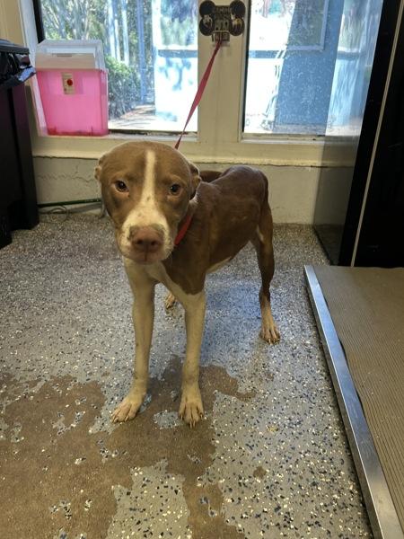 Enlarge Benji, a Adoptable mixed breed in Mobile, AL image 1/1