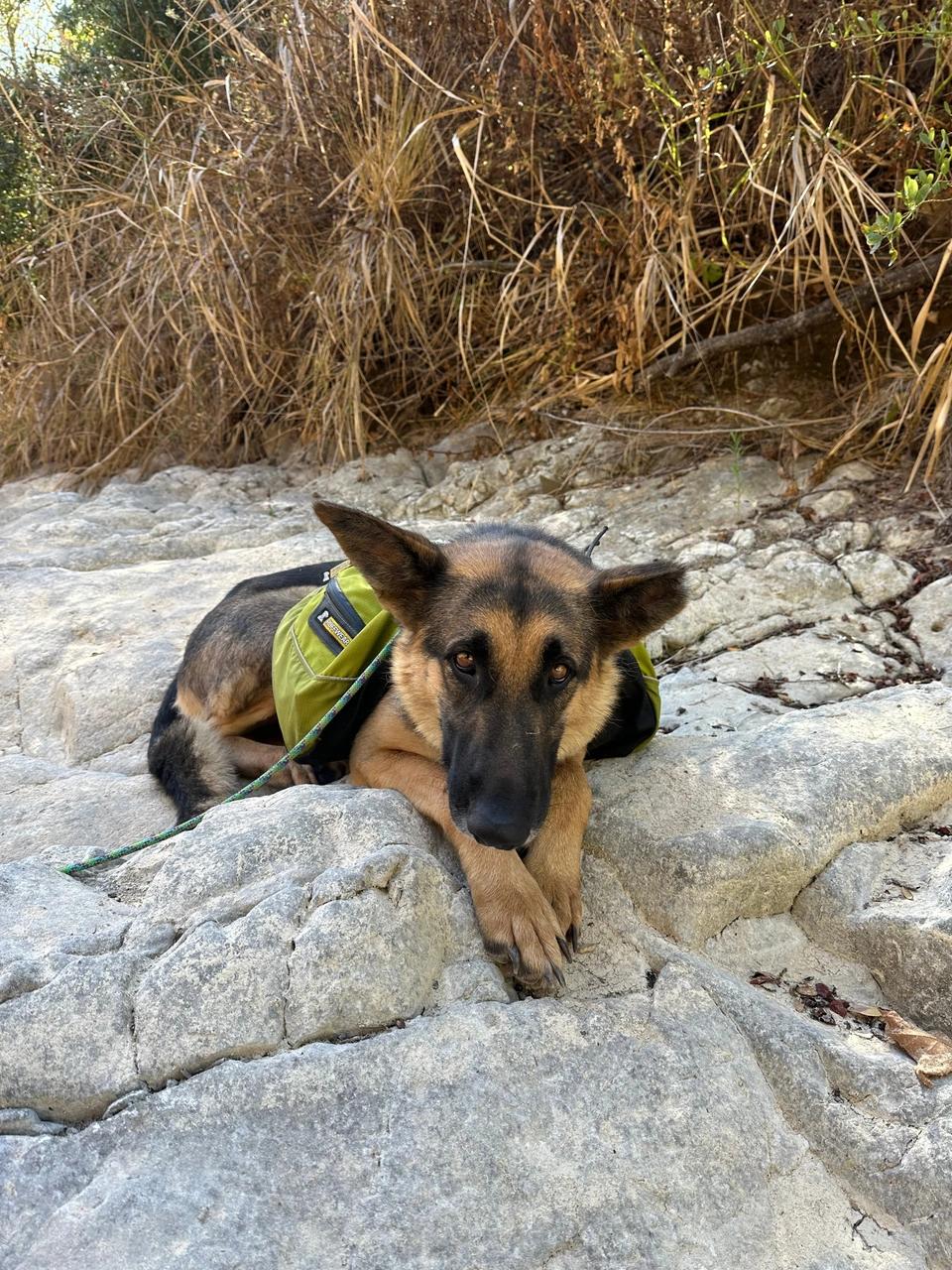 Daisy, a Adoptable mixed breed in West Hollywood, CA image 2/8