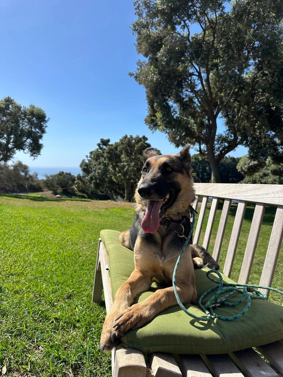 Daisy, a Adoptable mixed breed in West Hollywood, CA image 5/8