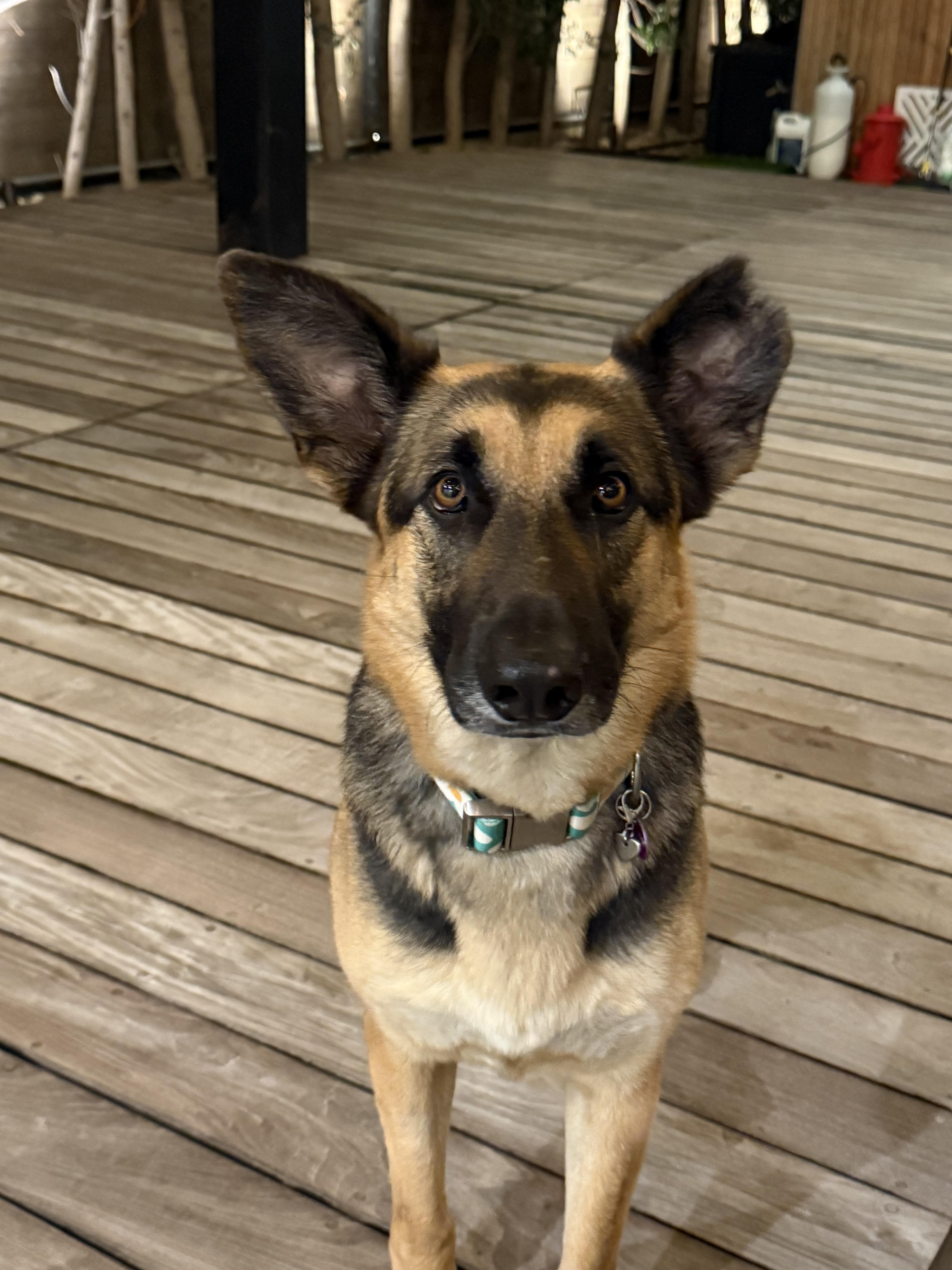 Enlarge Daisy, a Adoptable mixed breed in West Hollywood, CA image 1/6