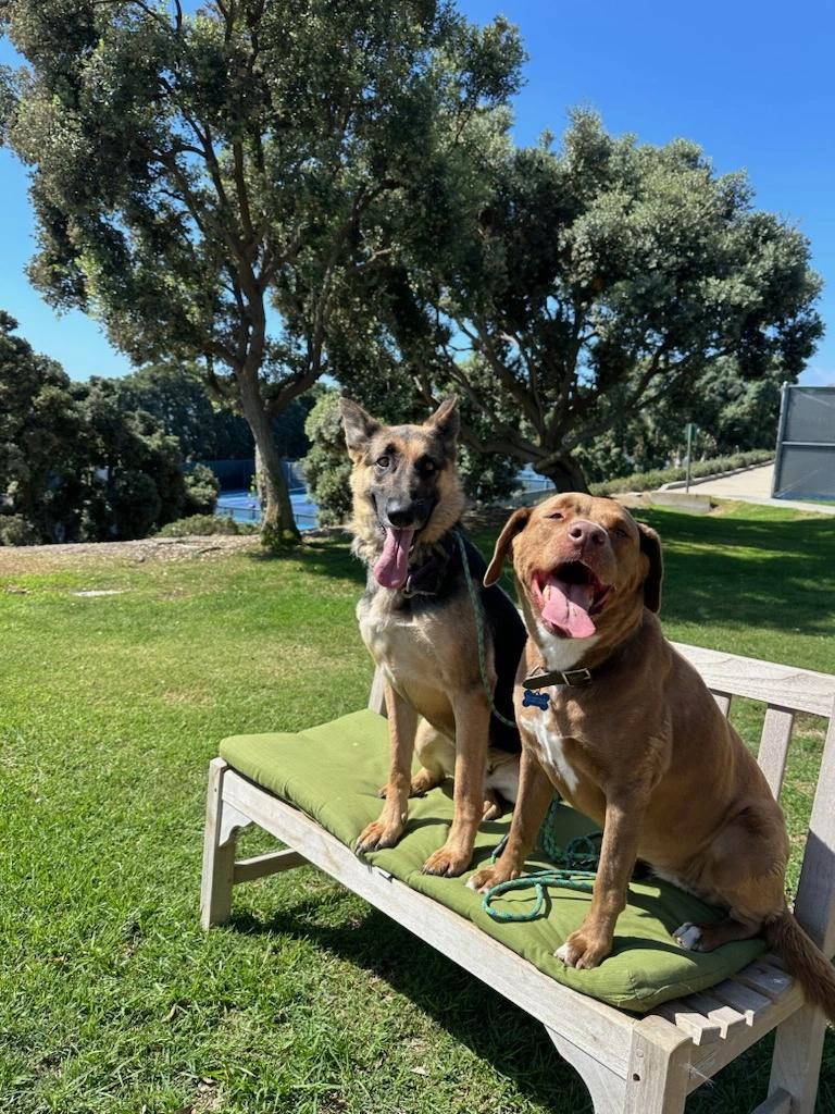 Enlarge Daisy, a Adoptable mixed breed in West Hollywood, CA image 8/8
