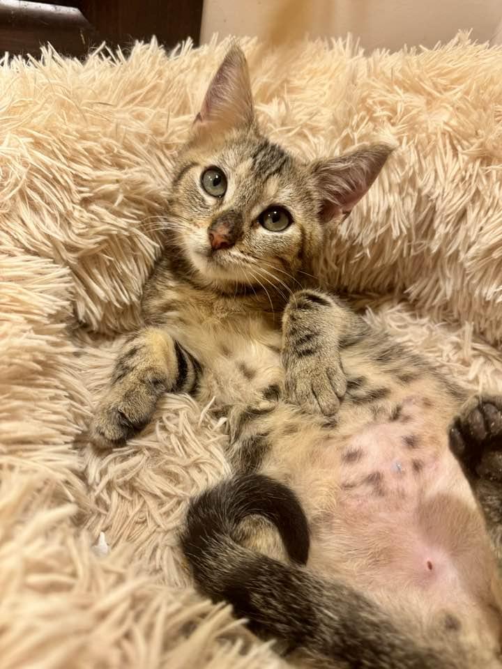 Biscotti, Adopted, Kitten Female Bengal.