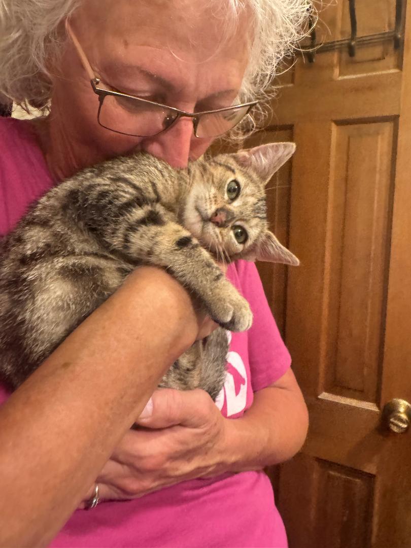 Enlarge Biscotti, a Adopted mixed breed in Columbia, SC image 2/2