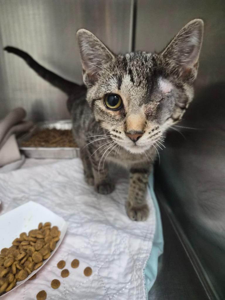 TUMBLE DRY, Adoptable, Kitten Male Domestic Short Hair.