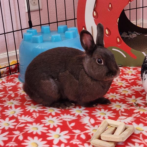 Autumn, Adoptable, Adult Female Polish.