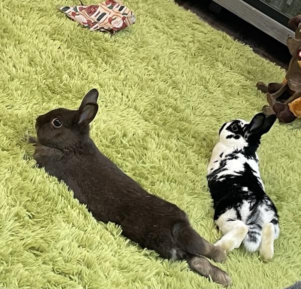 Enlarge Autumn, a Adoptable Polish in Kalamazoo, MI image 2/6