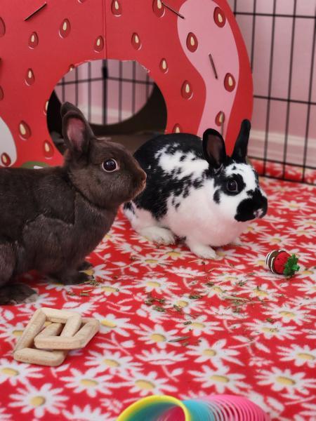 Enlarge Autumn, a Adoptable Polish in Kalamazoo, MI image 3/6