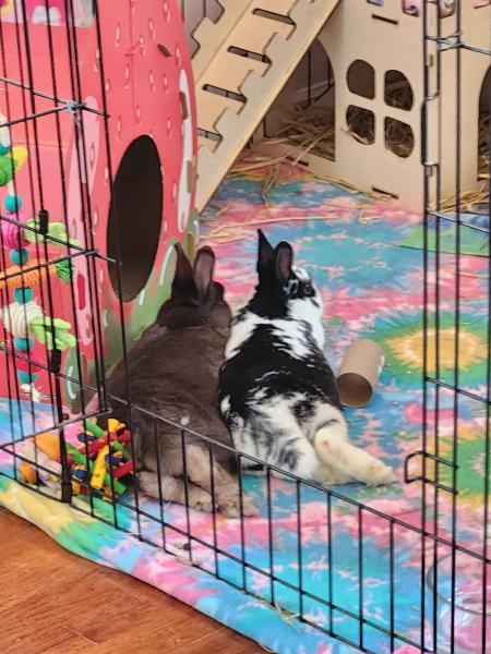 Enlarge Autumn, a Adoptable Polish in Kalamazoo, MI image 4/6