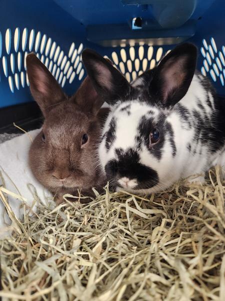 Enlarge Autumn, a Adoptable Polish in Kalamazoo, MI image 5/6