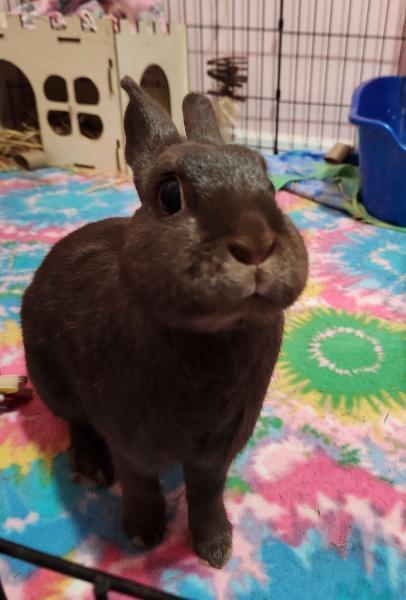 Enlarge Autumn, a Adoptable Polish in Kalamazoo, MI image 6/6