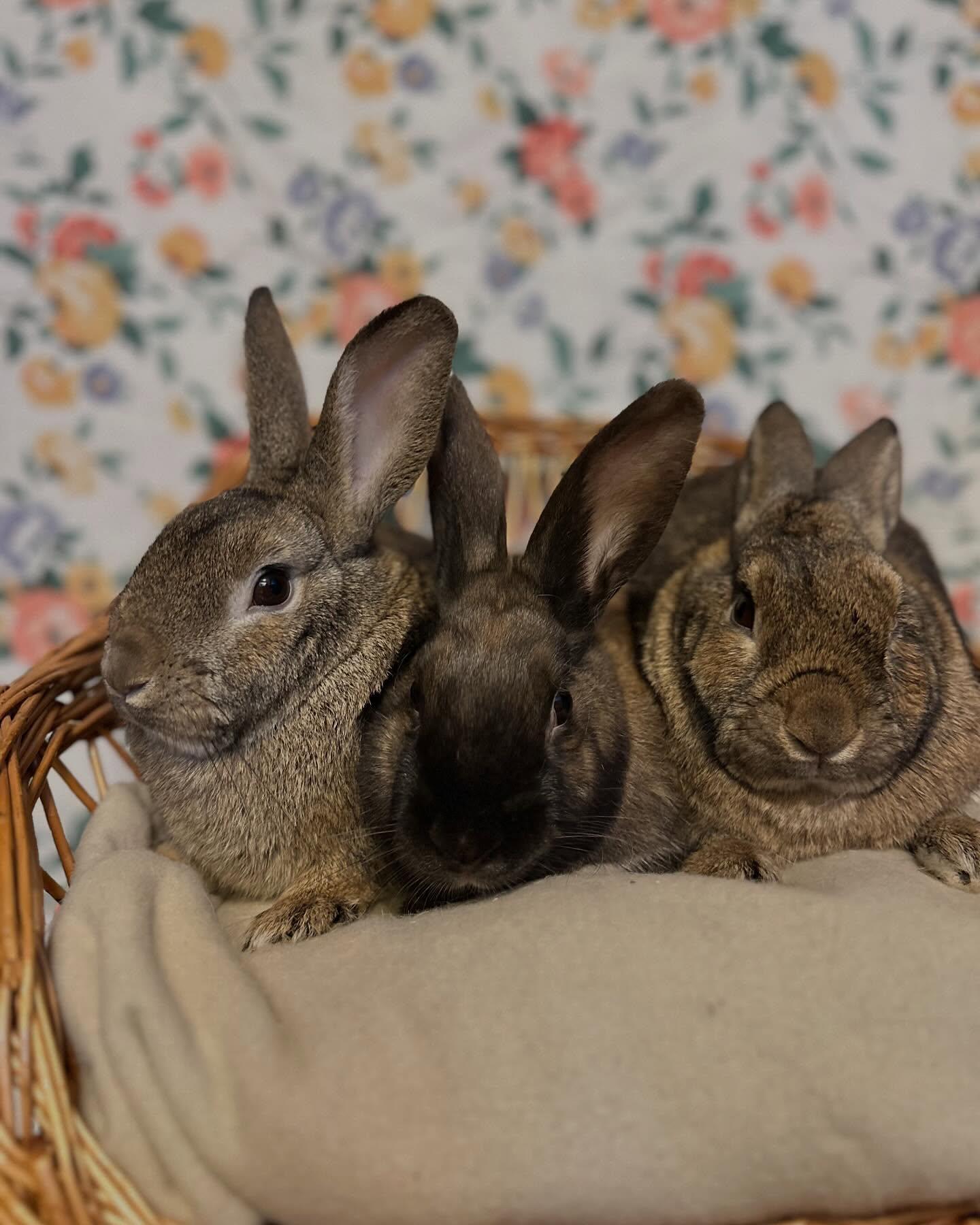 Prue *bonded to Lottie & Thelma*, a Adoptable mixed breed in Portland, ME image 3/6