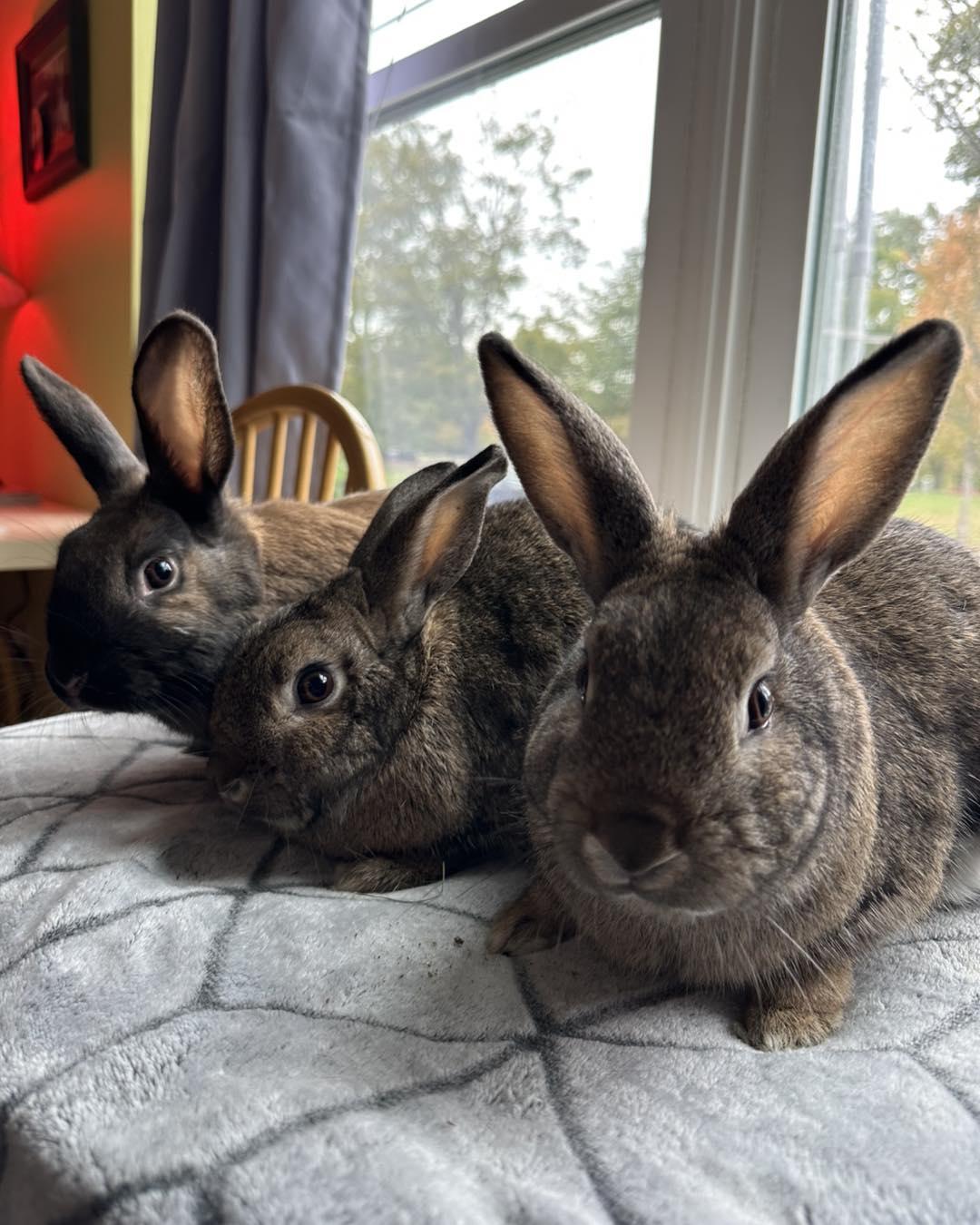 Prue *bonded to Lottie & Thelma*, Adoptable, Young Male Bunny Rabbit.