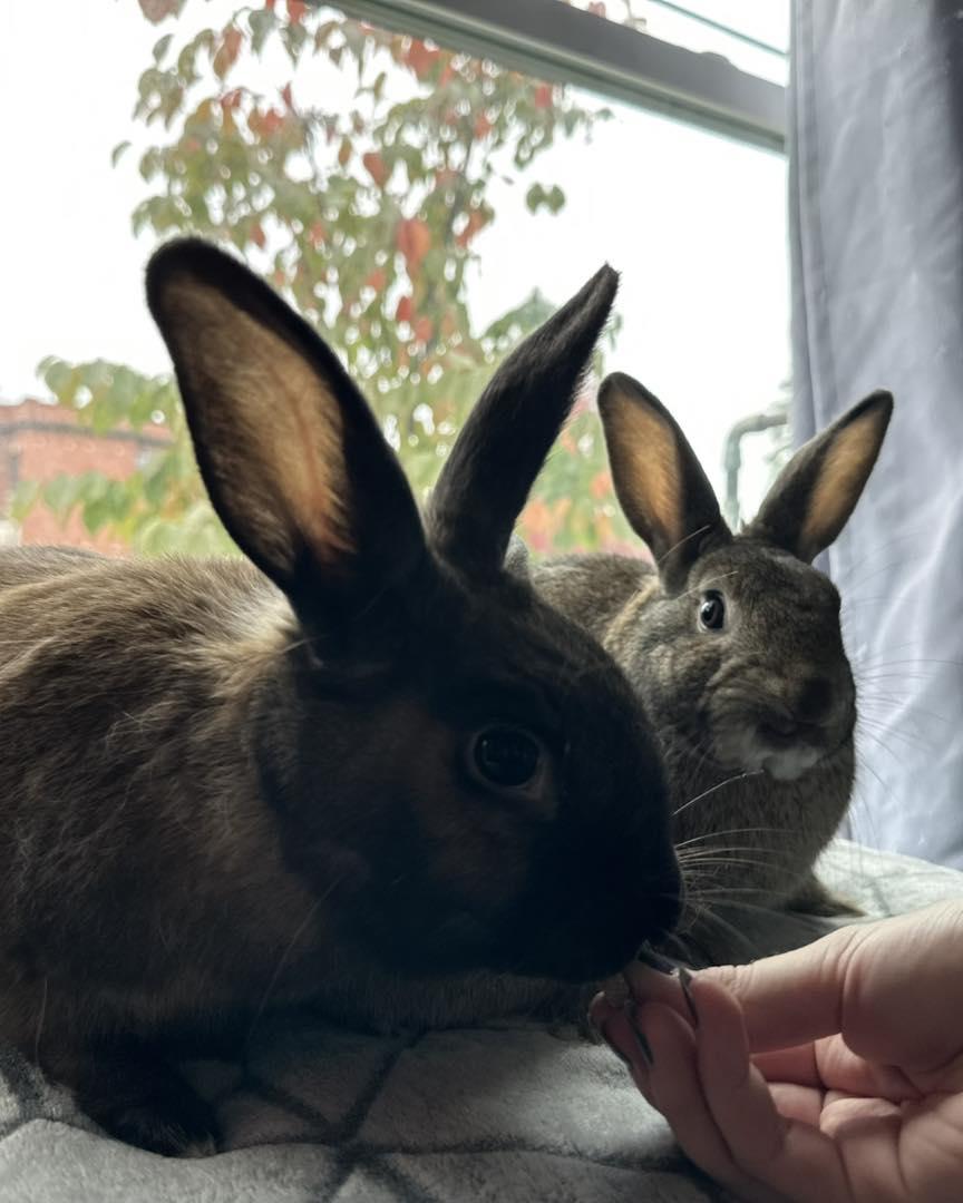 Prue *bonded to Lottie & Thelma*, a Adoptable mixed breed in Portland, ME image 4/6